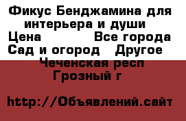 Фикус Бенджамина для интерьера и души › Цена ­ 2 900 - Все города Сад и огород » Другое   . Чеченская респ.,Грозный г.